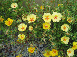 Moss-rose Purslane