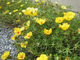 Moss-rose Purslane