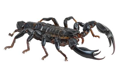 A black scorpion with prominent pincers and a segmented body, poised on a white background.