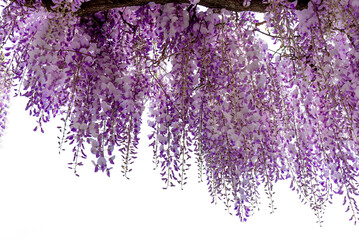 Wisteria flowering branch isolated, ideal frame for graphic designs and greeting cards, copy space