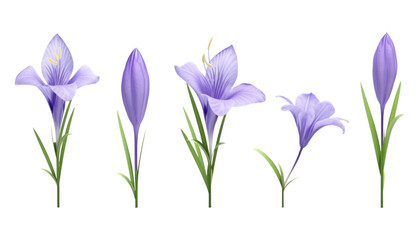 set of spring purple flowers isolated on transparent background cutout