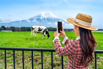 Tourist taking a photo to cows eating lush grass on the green field in front of Fuji mountain,...