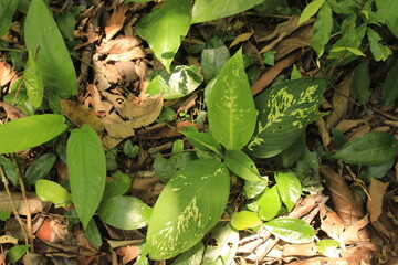 Wild Fruits from Costa Rica. This is a collection of exclusive plants from the South Pacific of Costa Rica, the Osa Peninsula. 

Dieffenbachia (dumb cane)
