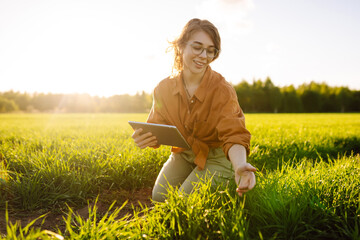 Woman farmer walks among  the green sprouts of a plant she grew in his field, holding a tablet....