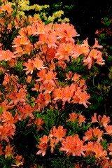 Naklejka na ściany i meble colorful pretty flowers of azalea bush in park at spring