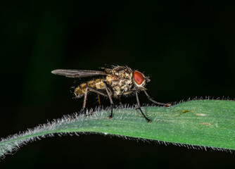 fly on stem of grass