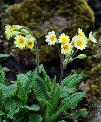 yellow flowers of primrose plant at spring