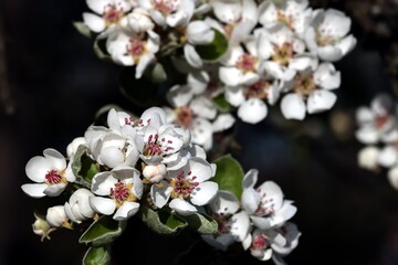 pear fruit tree with white flowers and pink pollen close up