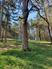 Zlatibor trees