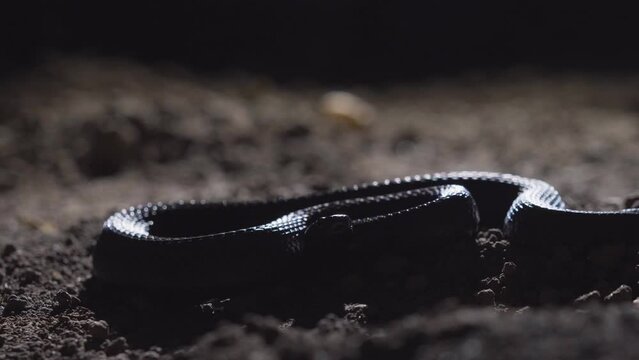 Shiny skin of black adder on the ground during the night
