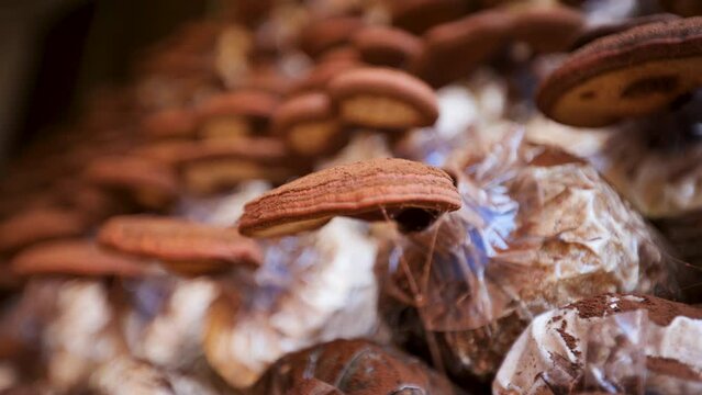 Reishi mushroom cultivation factory. Reishi mushrooms are producing spores.