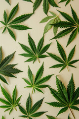 Marijuana leaves arranged in a symmetrical pattern on a white background with central focus leaf