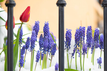 closeup on tulip and muscari blooming in a snowy garden behind the bars of a fence
