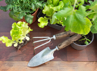 top view on gardening tools under leaf of vegetable seedlings on a wooden table -gardening at springtime concept