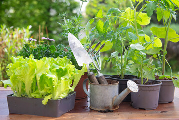 gardening tools with lettuce ready to plant  and vegetable seedlings on a table in garden  at...