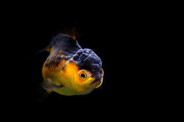 Cute fish. Oranda. Black background.  