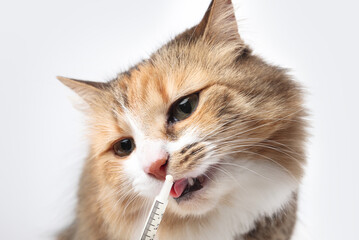 Cat licking liquid medication from syringe. Pet owner administering liquid prescription to cat....