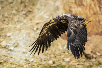 The young white-tailed eagle's flight before the rock wall