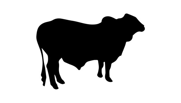 Qurbani cow and cattle silhouette vector illustration on white background. Black eid ul adha cow zebu silhouette.