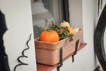 halloween pumpkin and pumpkins