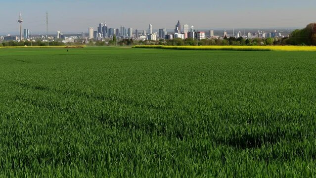 farming and nature in front of the skyline of frankfurt germany 4k 25fps video
