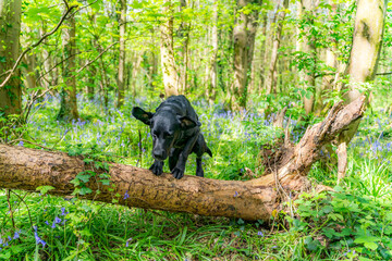 Dog walking around Penrhos Nature Reserve, Anglesey