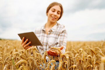 Naklejka na ściany i meble Young woman in a golden wheat field with tablet checks the growth and quality of the crop. Agriculture, gardening, business or ecology concept.