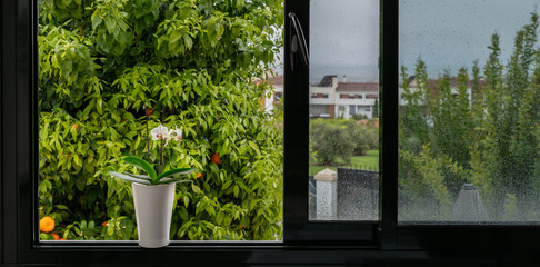 Pot with white orchids on a window on a rainy spring morning