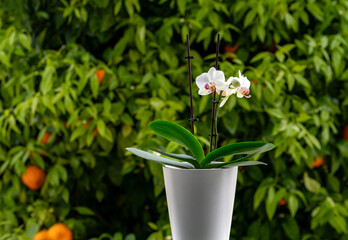 Pot with white orchids on a window on a rainy spring morning