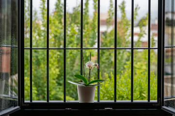 Pot with white orchids on a barred window on a rainy spring morning