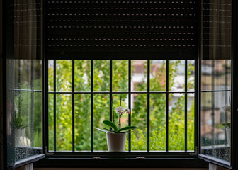 Pot with white orchids on a barred window on a rainy spring morning
