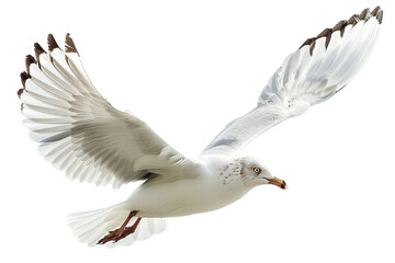 A bird flying in the sky, isolated on transparent background, png file