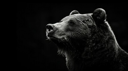 Intense Grizzly Bear Portrait Stark Black Background