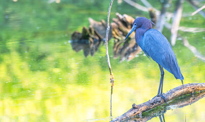 Closeup of a little blue heron perched on a fallen log surrounded by water with bright green spring leaves reflected onto its surface.