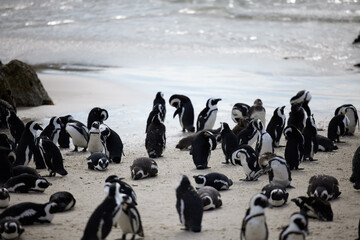 Water, sand and group of penguins at beach for tourism with nature, ecology and marine wildlife....