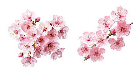 Pink cherry flowers branches, PNG image, cutout, isolated on transparent background