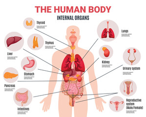 human anatomy of body. Human body internal organs