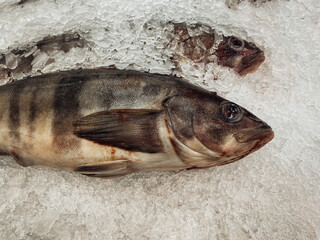 Two frozen sea bass lie on the counter in ice.