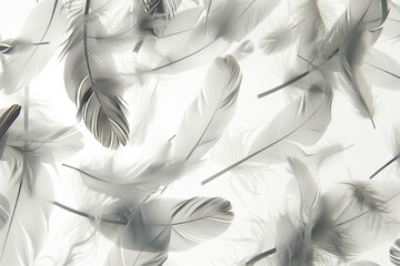 background with feathers, feathers,  abstract backgrounds, white feathers