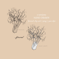 Fennel Culinary Herb Illustration