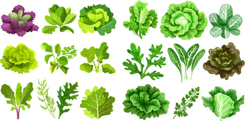 Salad leaves. Green fresh farm food, lettuce, cabbage, arugula, cress and kale - obrazy, fototapety, plakaty