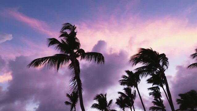 Amazing purple sunset landscape. Scenic summer sunset in Dominican Republic. Luxurious palm trees over the sea under a colorful sky. Dream sunset over tropical sea, fantastic landscape of nature.