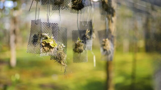Greenhouse for breeding rare orchids.