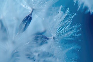 Nature Close Up. Soft Close Up of Dandelion Flower on Blue Abstract Background