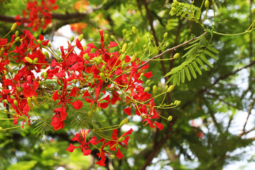 Peacock flower or Flame of the forest (Delonix regia) blooming in tropical garden summer