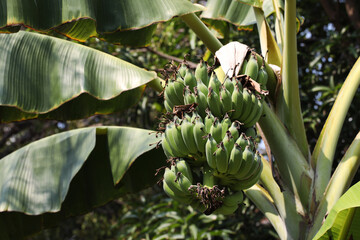 Green Banana fruits on banana tree growing in Thai garden