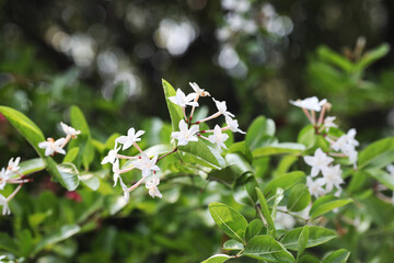 Bengal currants or Carandas plum (Carissa carandas) with white flower blossom