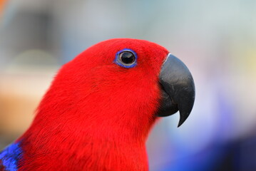 close up of a eclectus parrot