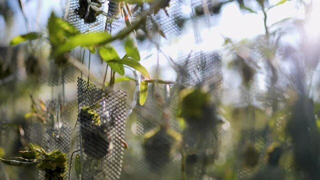 Greenhouse for breeding rare orchids.