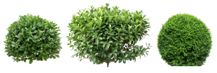 set of types of boxwood shrubs, neatly trimmed, isolated on transparent backgroun